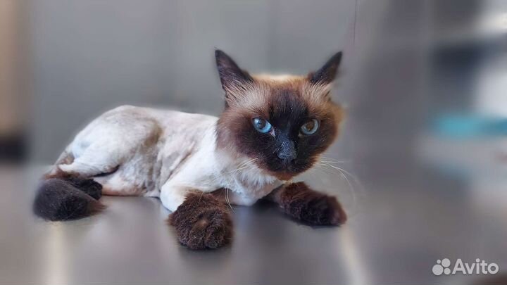 Грумер; стрижка/экспресс-линька кошек на дому