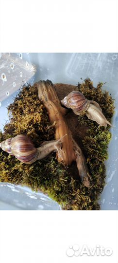 Улитки ахатины