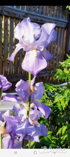 Ирисы