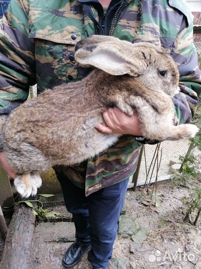 Чистокровные великаны