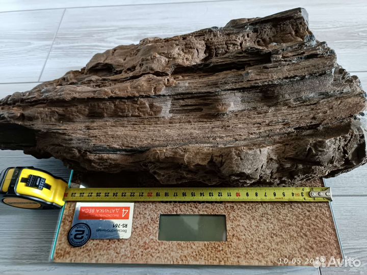 Окаменелое дерево