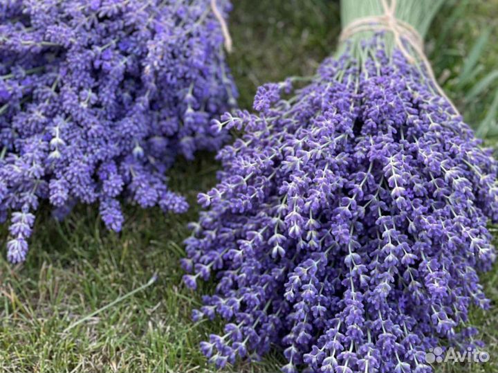Букет из лаванды,доставка