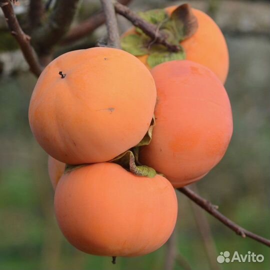 Саженцы крупной морозостойкой Хурмы Говерла