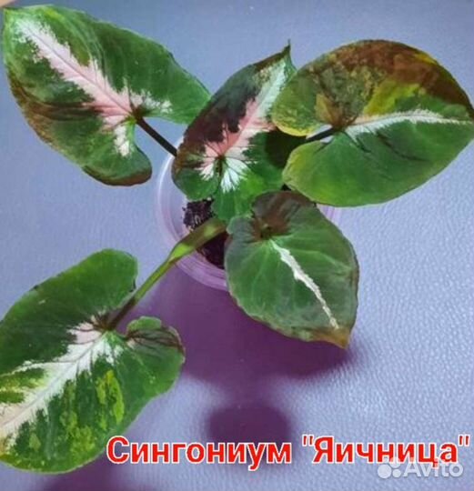 Сингониум клубничный лёд,милк конфетти,филодендрон