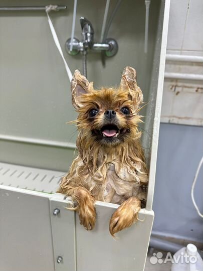 Грумер стрижка собак