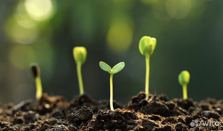 Инвестор-ищу партнера по бизнесу