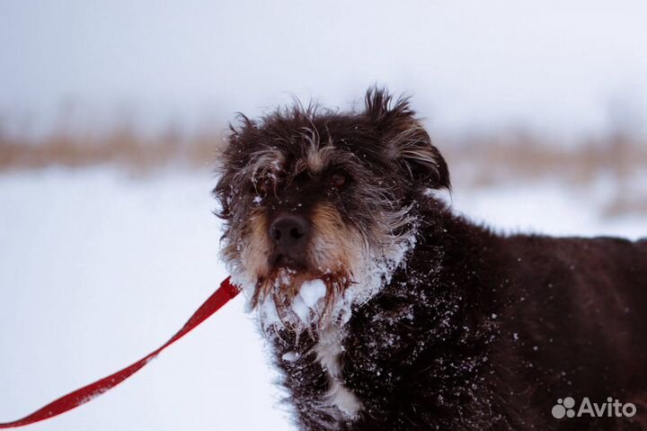 Задумчивая красавица Чапа, метис миттельшнауцера в