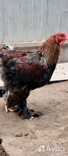 Куропатчатые петухи брама