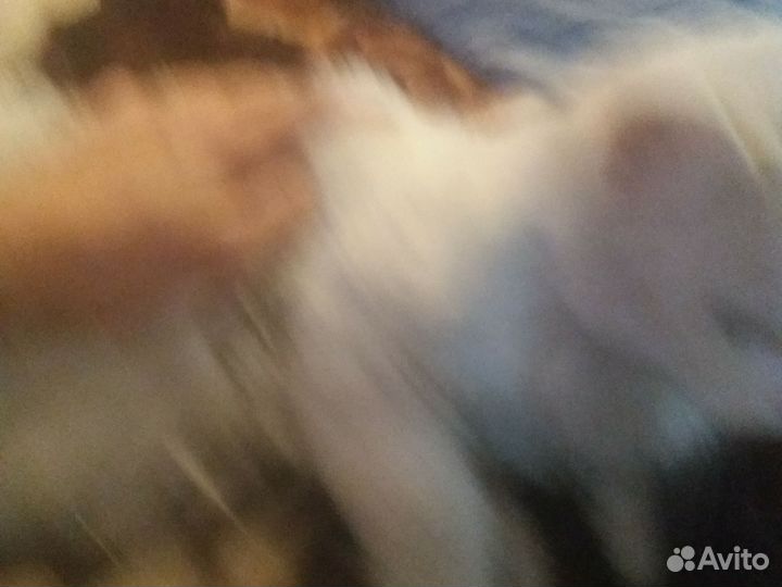 Белый пушистый кот