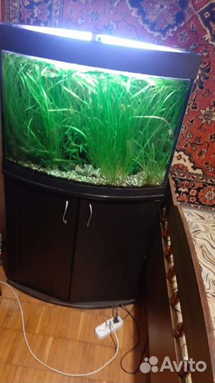 Аквариумные рыбки