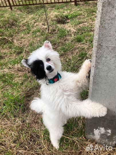 Выгул собак