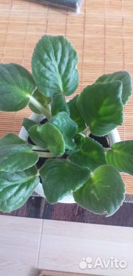 Молодые фиалочки