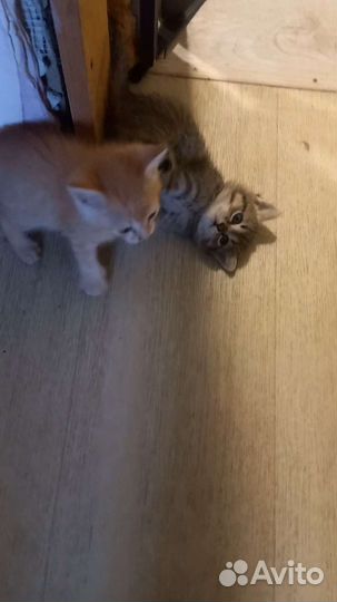 Котёнок девочка