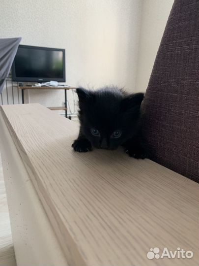 Отдам в добрые руки