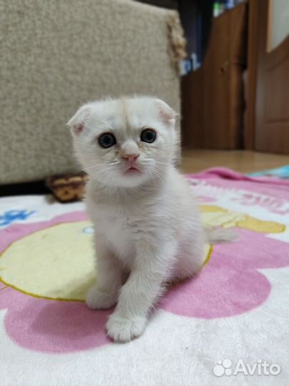 Шотладские котята