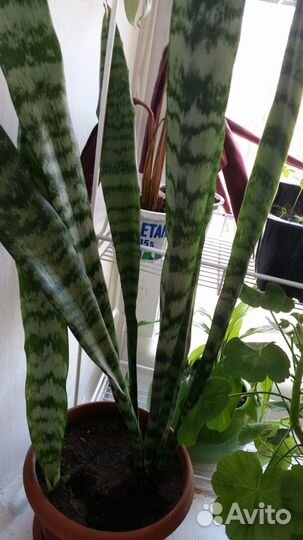 Сансевьера