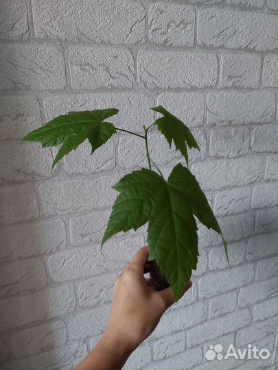 Комнатный клен Абутилон