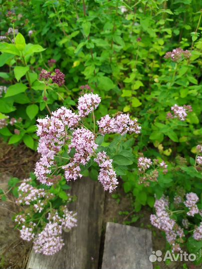 Растения для сада