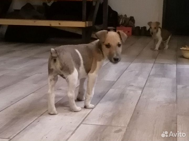 Фокстерьер гладкошёрстный