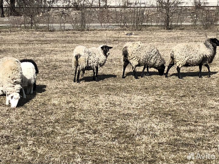 Овцы бараны