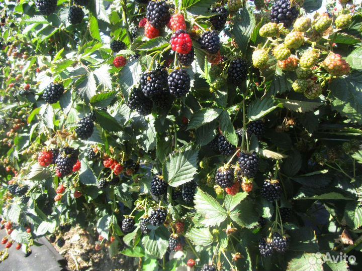 Саженцы ежевики