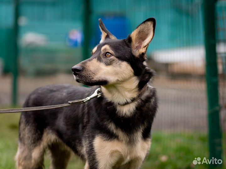 Молодой пёс бесплатно в добрые руки Болтик