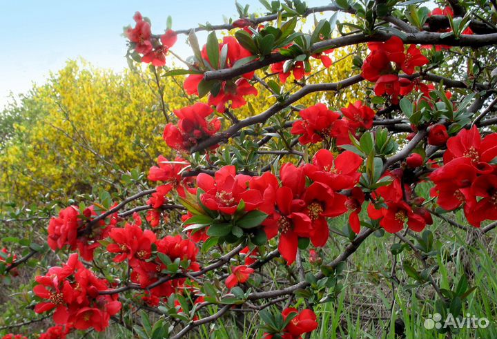 Айва Японская