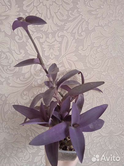 Традесканция бледная