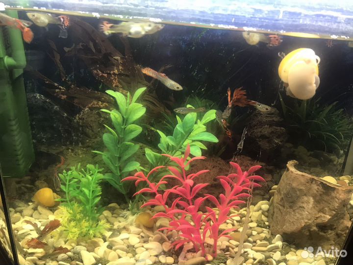 Продам аквауримных рыбок гуппи