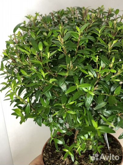 Мирт обыкновенный на штамбе 12d