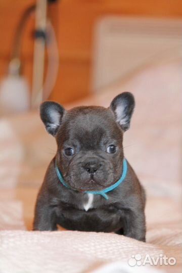 Француз в голубом окрасе