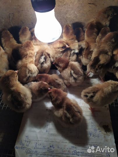 Яйцо инкубационное,цыплята кучинские-юбилейные