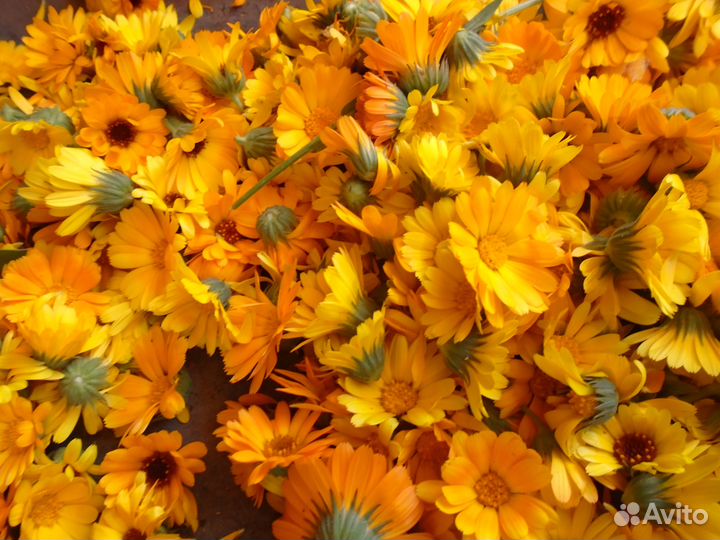 Продам цветы календулы