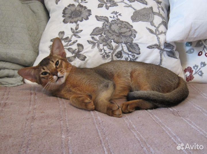 Абиссинская девочка, 5 мес