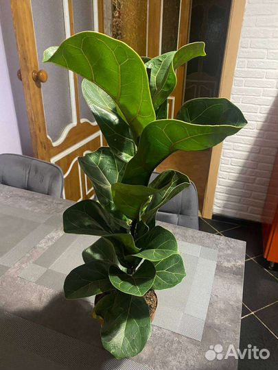 Фикус лирата бамбино