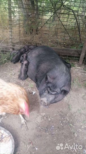 Вьетнамский вислобрюхий хряк