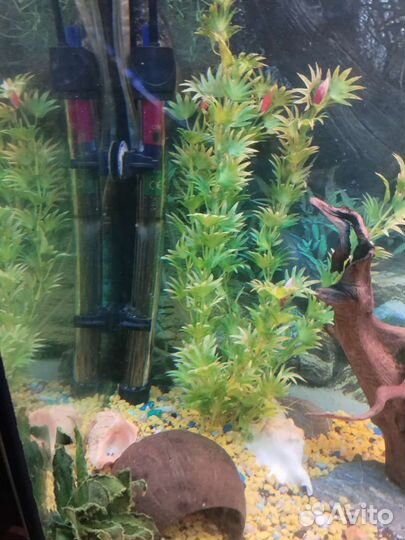 Аквариум260
