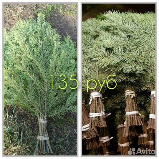 Веники для бани пихтовые