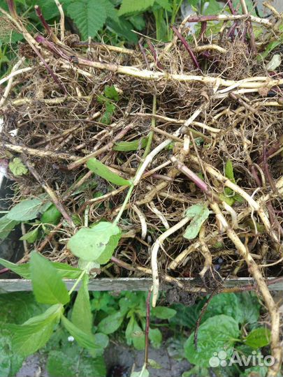 Мята перечная. посадочный материал