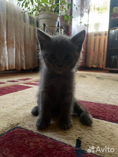 Котята в добрые руки даром