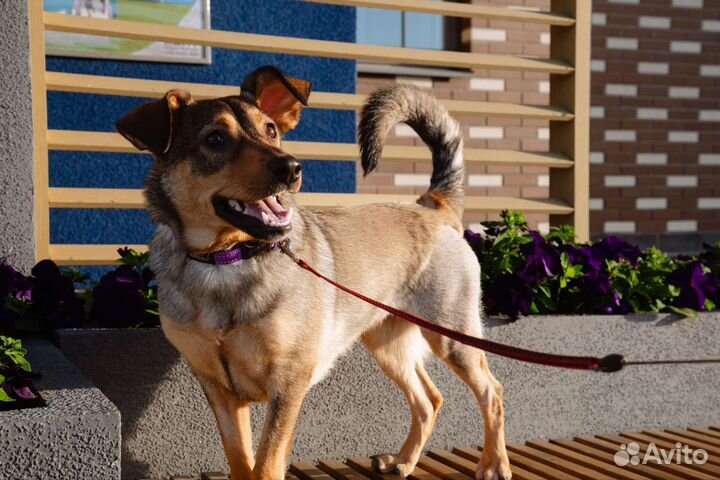 Серая рыжая щенок девочка в добрые руки