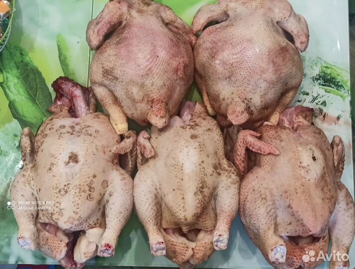 Продам мясо бройлеров