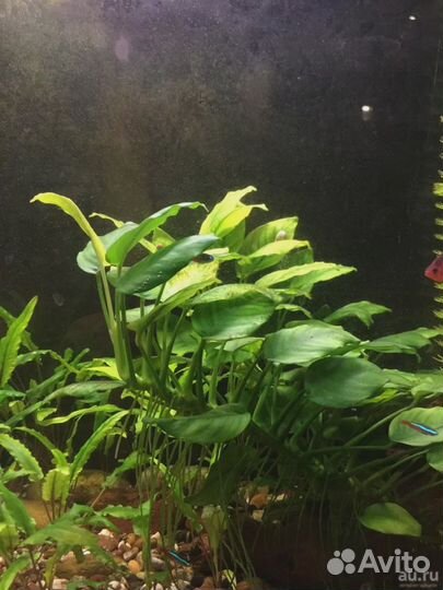 Аквариумные растения