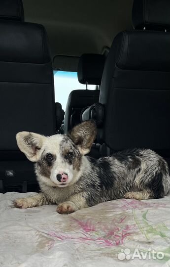 Вельш-корги кардиган мраморный