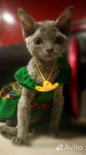 Девон-рекс, девочка 7 мес