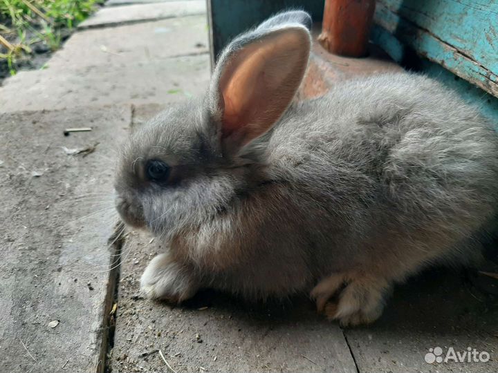 Рабочий крол, котные самки, доставка