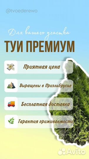 Туи смарагд премиум