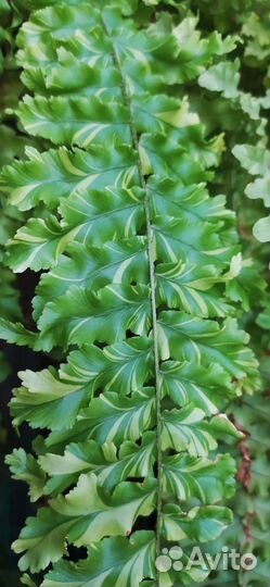 Папоротник сортовой