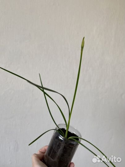 14 растений за 500