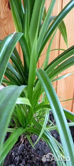 Панданус винтовая Пальма